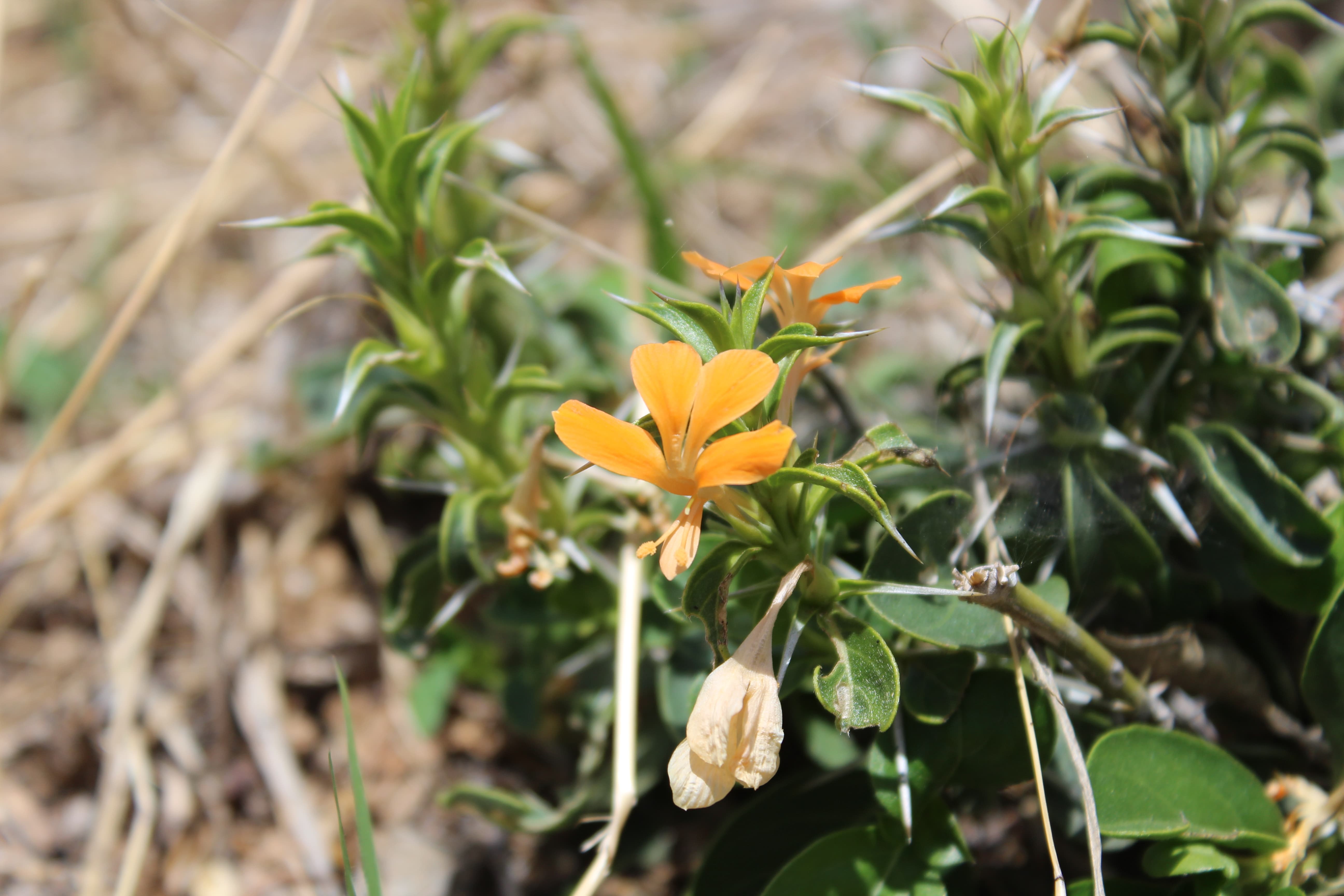 Plant Image